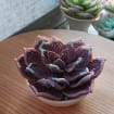 Succulente perlée lilas, fleurs perlées perles françaises, 9x6 cm