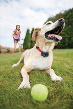 Système de Clôture Anti-Fugue pour Chien Fil 150 m 4 Niveaux de Stimulation Collier Rechargeable 0,13 Hectare
