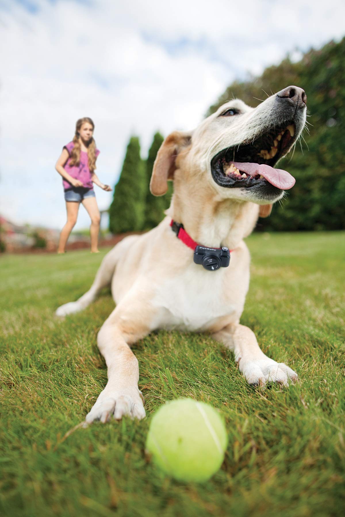 Système de Clôture Anti-Fugue pour Chien Fil 150 m 4 Niveaux de Stimulation Collier Rechargeable 0,13 Hectare