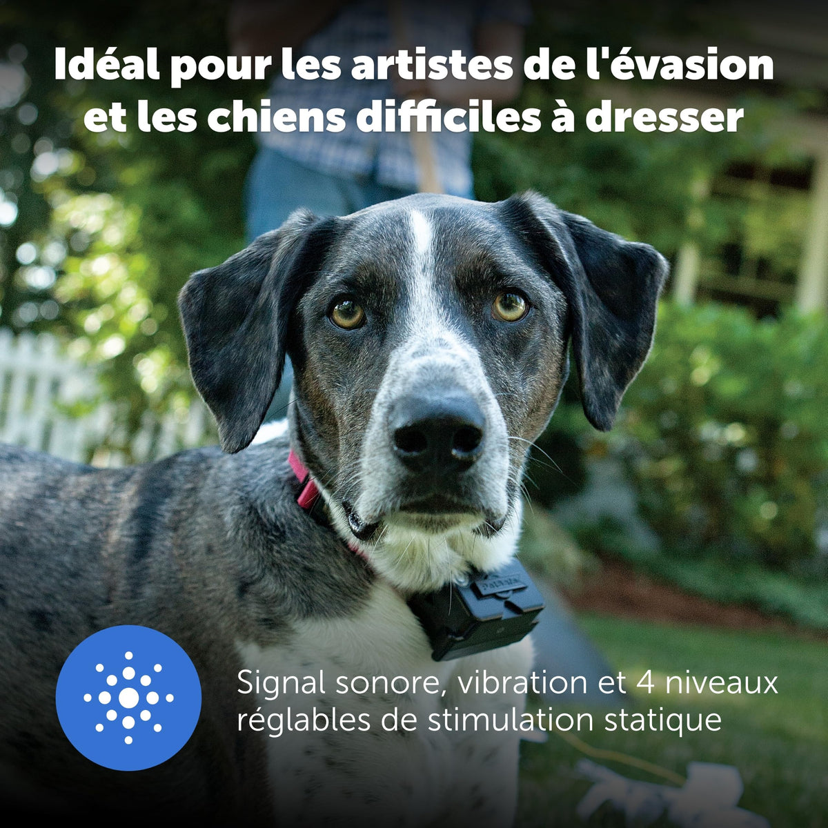 Clôture enterrée pour chiens têtus système anti-fugue avec collier 5 niveaux de correction sonore et vibration 15 à 71 cm