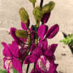 Orchidée en perles magenta dans un pot rose, art floral fait main