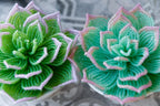 Plante grasse perlée en pot céramique, succulente artisanale, perles tchèques