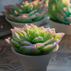 Plante grasse perlée en pot céramique, succulente artisanale, perles tchèques