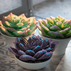Succulente perlée lilas, fleurs perlées perles françaises, 9x6 cm