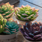 Succulente perlée lilas, fleurs perlées perles françaises, 9x6 cm