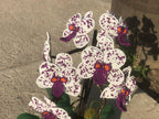 Orchidée topiaire artificielle perlée en pot