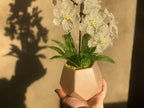 Sculpture d'orchidée en perles blanche artificielle, fleur en pot, ornement de bureau