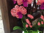 Orchidée perlée en pot rose corail et magenta, décoration intérieure artisanale