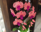 Orchidée perlée en pot rose corail et magenta, décoration intérieure artisanale